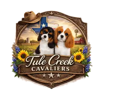 Tule Creek Cavaliers Journal