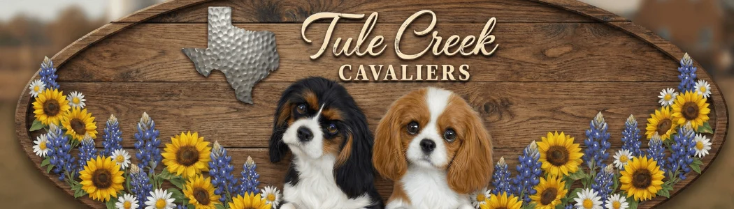 Tule Creek Cavaliers Logo