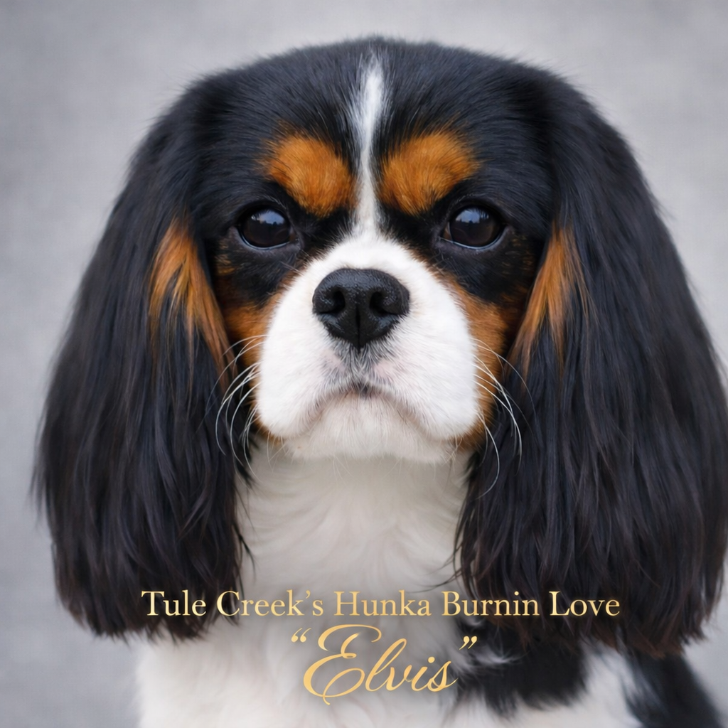 Elvis Tri Color King Charles Cavalier